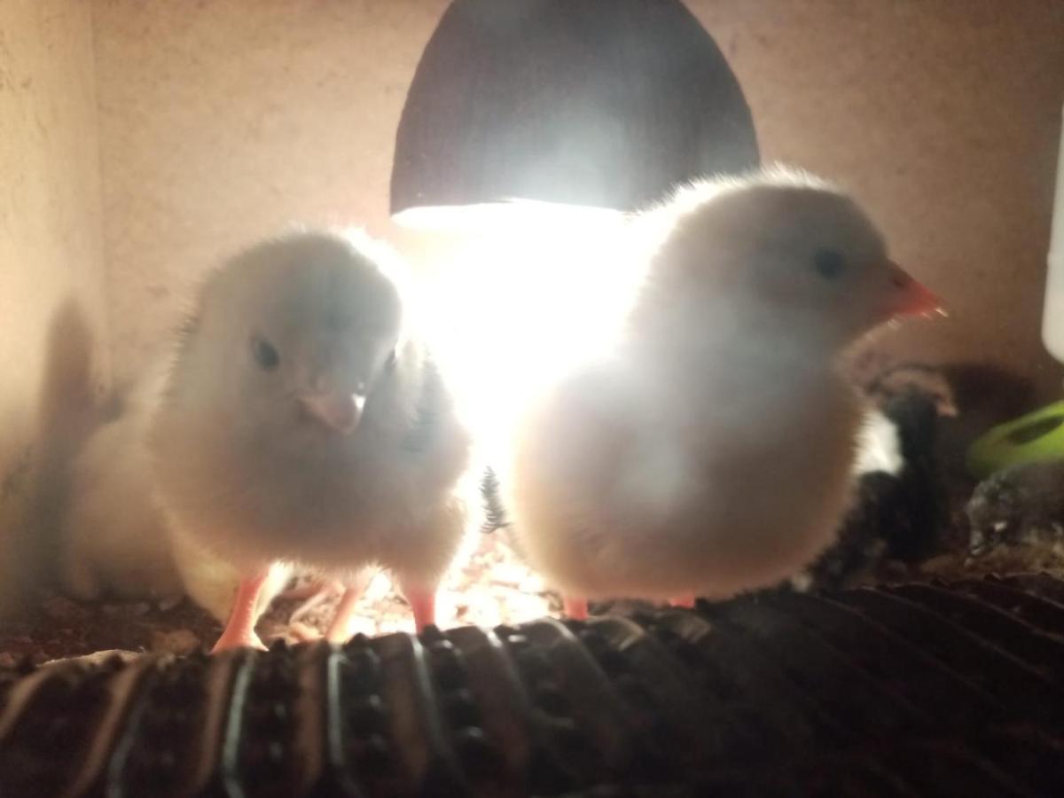 Farma Hermina イレムニツェ エクステリア 写真